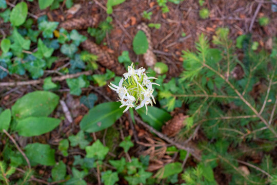 Platanthera bifolia . Weiße Waldhyazinthe. . Lesser butterfly-orchid
