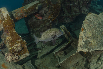 Fish swim at the Tubbataha Reefs Philippines
