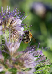 Bourdon sur une fleur mélifère, la phacélie