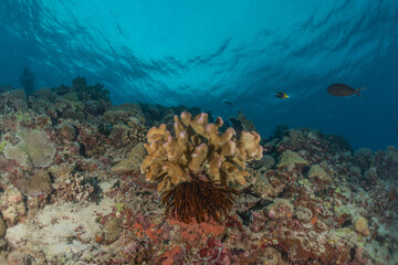 Coral reef and water plants at the Tubbataha Reefs, Philippines
