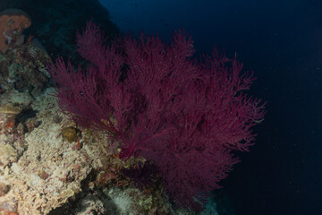 Coral reef and water plants at the Tubbataha Reefs, Philippines
