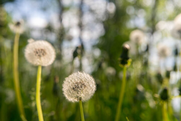 Dandelion seeds in the morning sunlight blowing away across a fresh green background