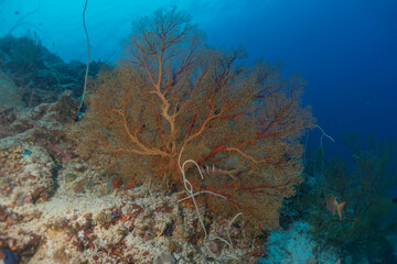 Fototapeta na wymiar Coral reef and water plants at the Tubbataha Reefs, Philippines 