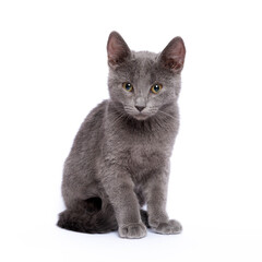 Beautiful gray kitten