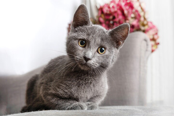 Beautiful kitten resting on gray armchair