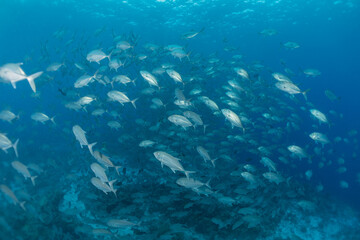 Fototapeta premium Fish swim at the Tubbataha Reefs Natural Park Philippines 