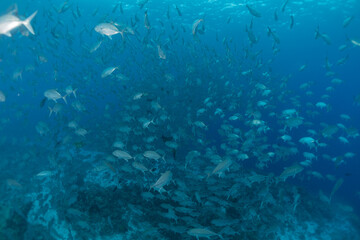 Fish swim at the Tubbataha Reefs Natural Park Philippines
