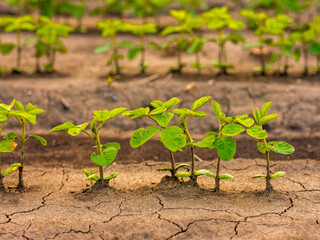 Green soybean plants at agricultural farm field