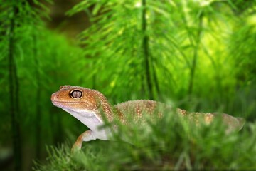 Cute young wild lizard hiding in the grass