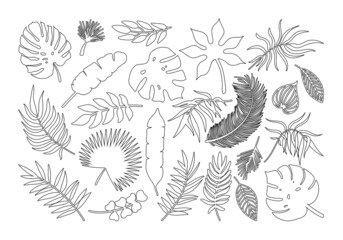 Vector Line Art Palm leaf icons set. Black tropical plants leaves outline silhouette exotic collection. Monstera, fan palm, banana, eucalyptus, coconut palm leaves contour isolated on white background