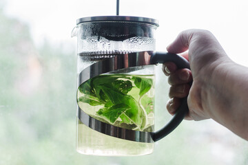 Hand holds a French press with green tea from fresh mint leaves in front of the window. Hot mint...