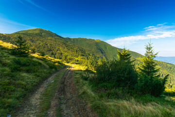 Fototapeta na wymiar path uphill in to the mountains. beautiful carpathian landscape on a summer morning. warm sunny weather with almost cloudless blue sky. travel countryside concept