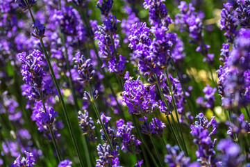 Obraz premium Fleur de lavande