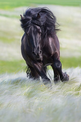 Black stallion with long mane in spring  feather grass