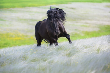 Beautiful black draft horse in stipa grass