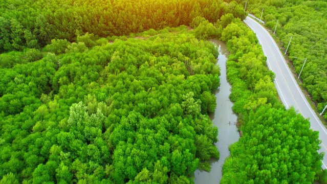 Aerial view over beautiful mangrove jungle at Bangkaew, Samut Songkhram, Thailand. Mangrove landscape. relaxing and scenic environment. 4k Drone Footage.
