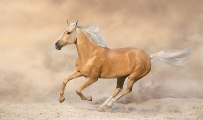 Palomino horse run in desert