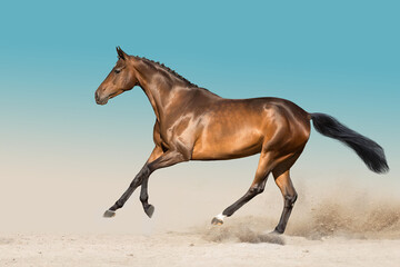 horse in the snow