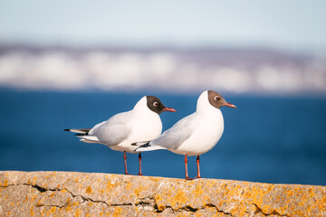 Photo of a pair of black-headed gulls.