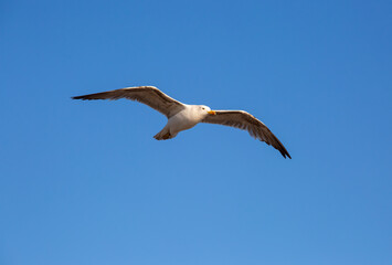 Seagull in flight
Seagulls are small to large seabirds, many of which also live inland for at least part of the year 