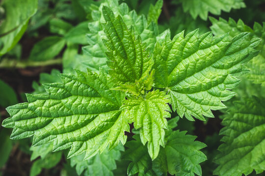 Young nettle bush outdoors. Urtica dioica. Stinging nettle plant close-up. Herbal medicine concept. Foliage green background. Leaves pattern. Greenery, top view.