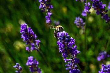 Bourdon sur une fleur lavande, en pleine après midi