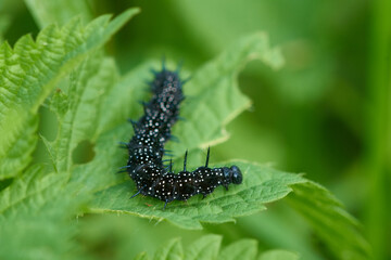 Tagpfauenauge Raupe auf Brennnesseln im Herbst	