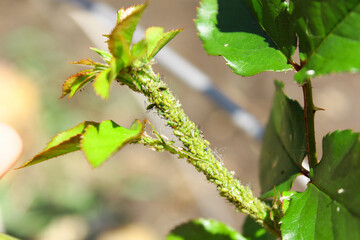 Aphids on rosebuds. aphid colony on a rose