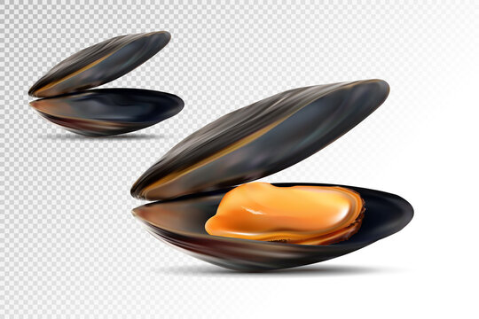 Realistic 3d Detailed Black Mussels Set Opened View. Mussel shell. Fresh Delicious Seafood for Restaurant. Vector illustration of Mussel