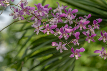 Dendrobium orchid flower flowers are blooming