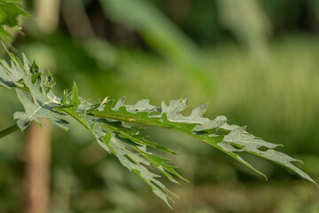 Papaya fruit plants, the leaves are green fingers, the fruit will be green when young