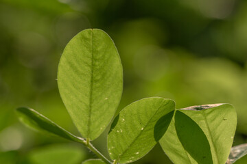 Fototapeta na wymiar Peanut plant, thin green leaves, yellow flowers, on a sunny morning