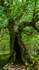 Beautiful tree with a hole in its trunk on the birth and waterfall hiking route of the Asón river (Asón) Cantabria