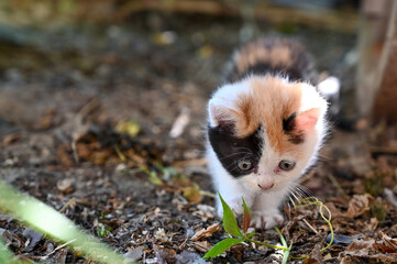 Charming little fluffy kitten plays in the yard of a village house 