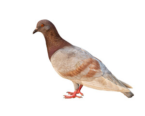 Full body of brown pigeon isolated on white background.