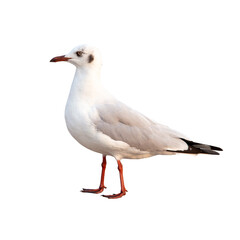 White and grey seagull isolated on white background. With clipping path.