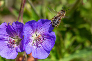 Une abeille s'envole d'un géranium des prés