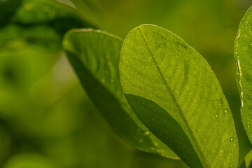 Peanut plant, thin green leaves, yellow flowers, on a sunny morning