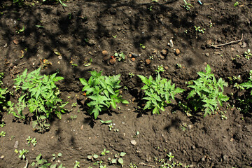plant. tomato bushes in the garden