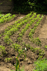 vegetable garden in the garden. tomato bushes in the garden