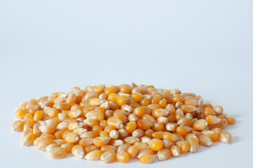 Group of yellow raw sweet corn kernels for popcorn, natural ripe maize seeds 