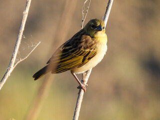The common weaver (Ploceus cucullatus)