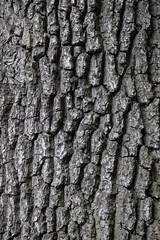 Embossed texture of tree bark. Tree trunk with natural bark patterns on the surface. Natural wood background. Closeup side view.