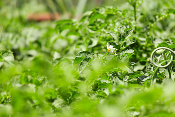 potato field. potato bloom