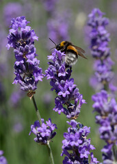 Bourdon sur une fleur lavande, en pleine après midi
