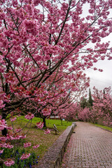 Naklejka premium Sakura Trees, Beautiful full bloom cherry Blossom trees