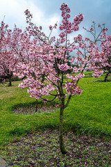 Fototapeta na wymiar Sakura Trees, Beautiful full bloom cherry Blossom trees