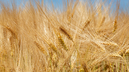 épi de blé avant la moisson