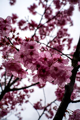 Sakura Trees, Beautiful full bloom cherry Blossom trees
