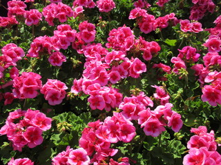 春の花壇に美しく咲き誇る、ピンクが鮮やかなゼラニウム（ローズスプラッシュ）
